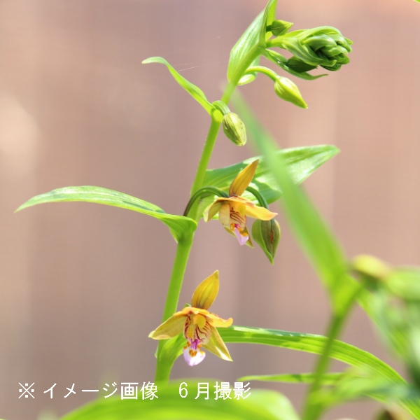 山野草　カキラン 紫桜館山の花屋 | 全商品一覧 - 「カキラン 9cmポット苗 山野草/耐寒性
