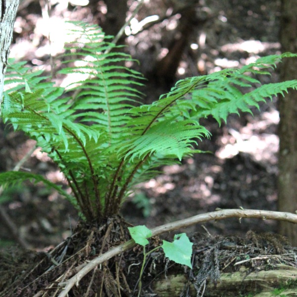 や*ょ様 山野草、シダ植物、着生植物　[スギラン]　大株１塊 や ょ様 山野草 シダ植物 着生植物 スギラン 大株 塊 定規・メジャー