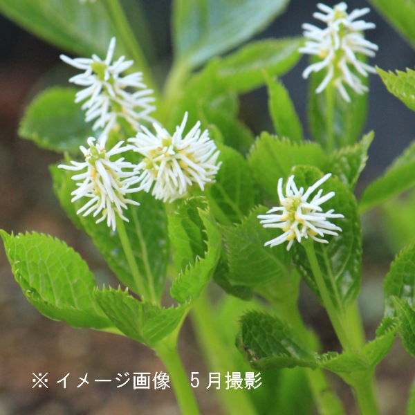 紫桜館山の花屋 開花時季から探す 春に咲く植物 一人静 二人静 青軸ヒトリシズカ 12cmポット大株苗 希少種 山野草 耐寒性多年草 一人静