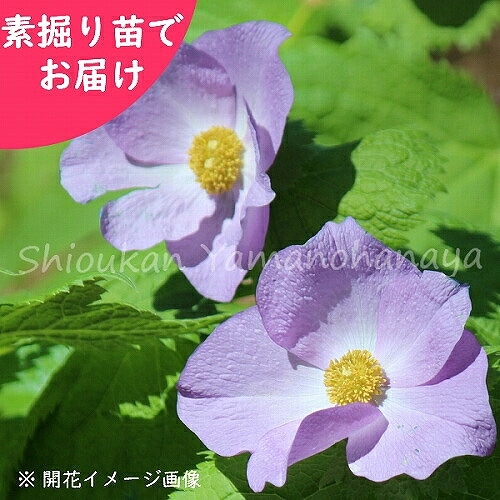 紫桜館山の花屋 | 全商品一覧 - 「シラネアオイ 素掘り苗 山野草/白根