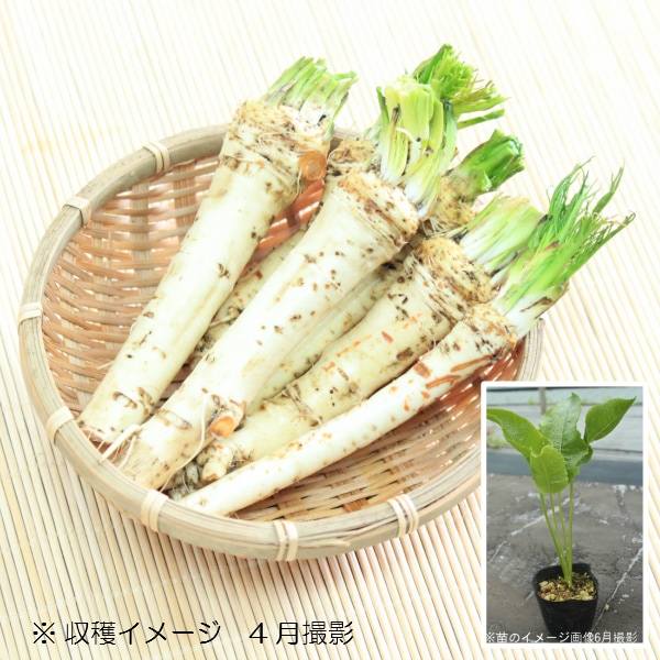 紫桜館山の花屋 | オンライン見積もり - 「ワサビダイコン 9