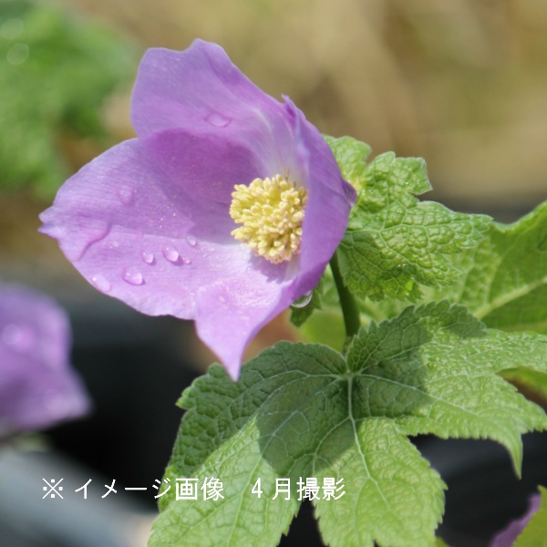 紫桜館 山の花屋 公式サイト すべての商品 シラネアオイ 9cmポット苗 しらねあおい シラネアオイ 山野草 宿根草 苗 販売 山草 紫桜館 通販 購入 山菜