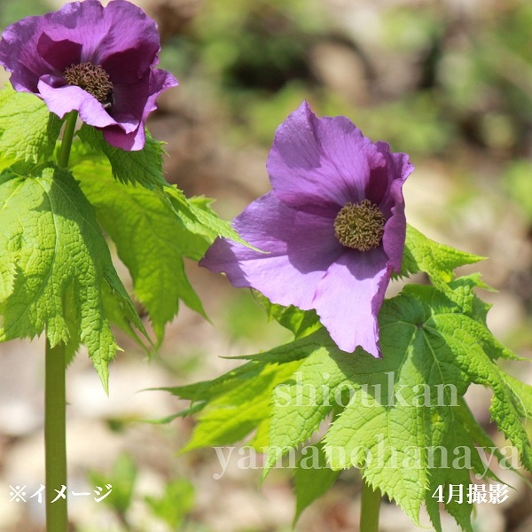 紫桜館山の花屋 | オンライン見積もり - 「シラネアオイ 9～10.5cm