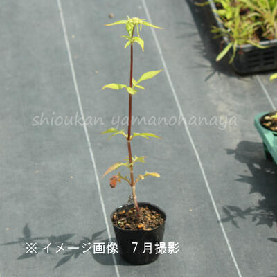 ���ȥ�������9cm�ݥå��ġ�������/�Ѵ���¿ǯ��/��Ϻ��/���������ֽ�λ 8/18�դ�Ÿ����