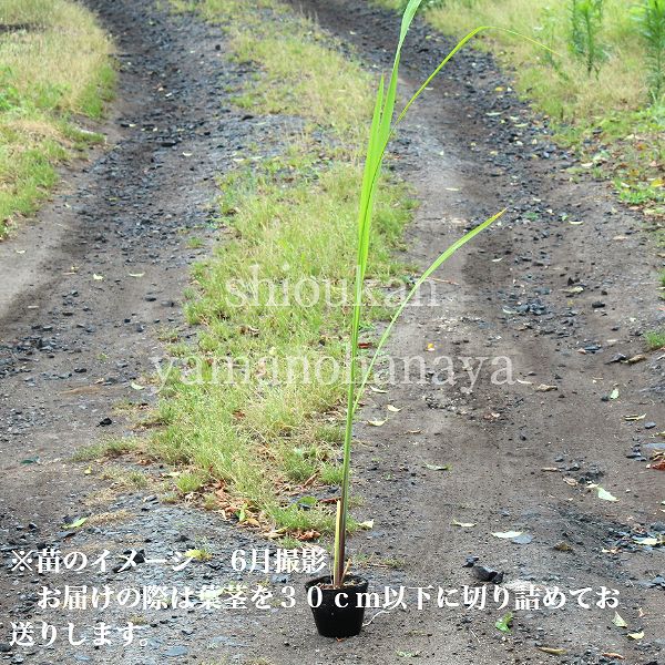 �ޥ��⡡10.5cm�ݥå��ġ�������¿ǯ��/����̲ �Ͼ���̵��