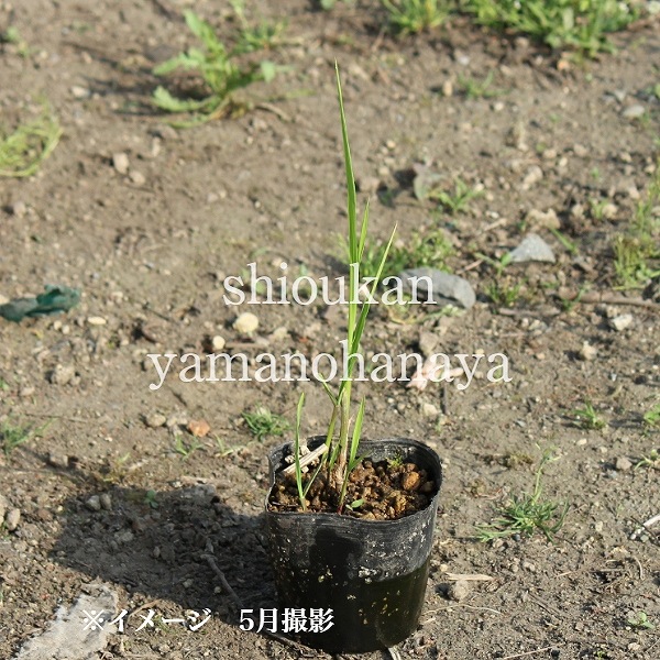 �ޥ��⡡10.5cm�ݥå��ġ�������¿ǯ��/����̲ �Ͼ���̵��