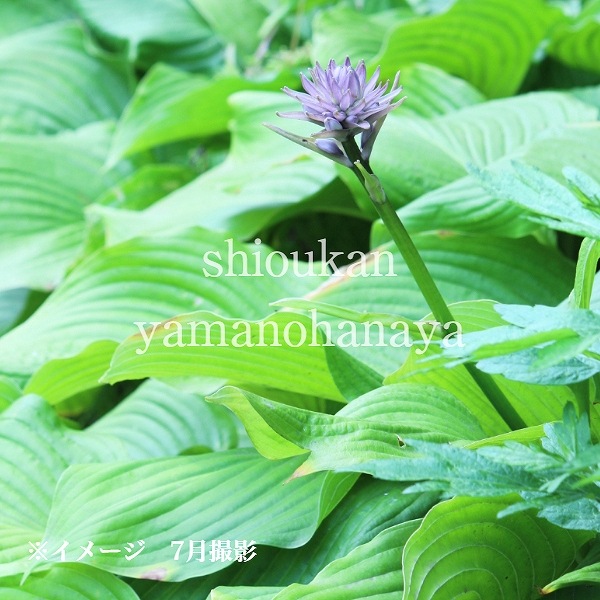 ��ޥ��륤��10.5cm�ݥå��ġ�������/�ۥ���/�����Х��ܥ���/������/����̲ �Ͼ����ʤ�