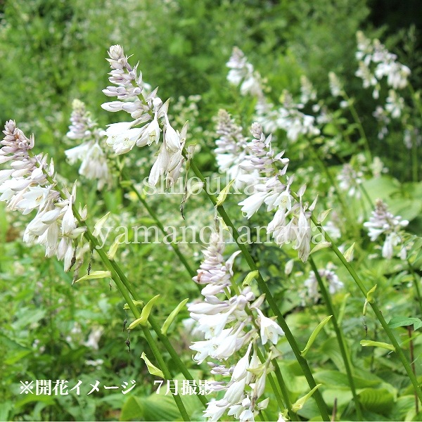 ��ޥ��륤��10.5cm�ݥå��ġ�������/�ۥ���/�����Х��ܥ���/������/����̲ �Ͼ����ʤ�