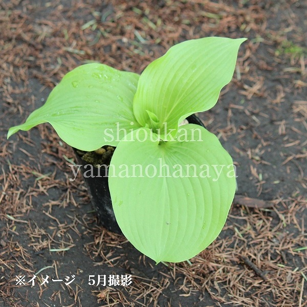 ��ޥ��륤��10.5cm�ݥå��ġ�������/�ۥ���/�����Х��ܥ���/������/����̲ �Ͼ����ʤ�