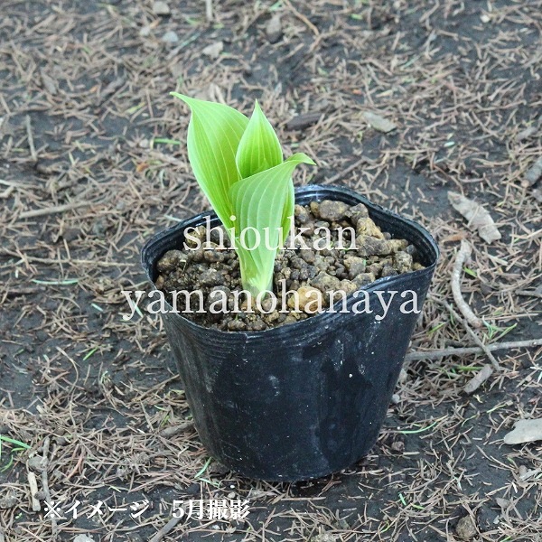 ��ޥ��륤��10.5cm�ݥå��ġ�������/�ۥ���/�����Х��ܥ���/������/����̲ �Ͼ����ʤ�