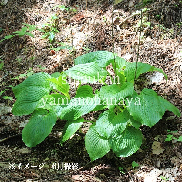 ��ޥ��륤��10.5cm�ݥå��ġ�������/�ۥ���/�����Х��ܥ���/������/����̲ �Ͼ����ʤ�