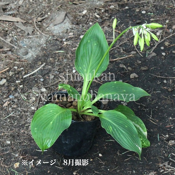 ��ޥ��륤��10.5cm�ݥå��ġ�������/�ۥ���/�����Х��ܥ���/������/����̲ �Ͼ����ʤ�