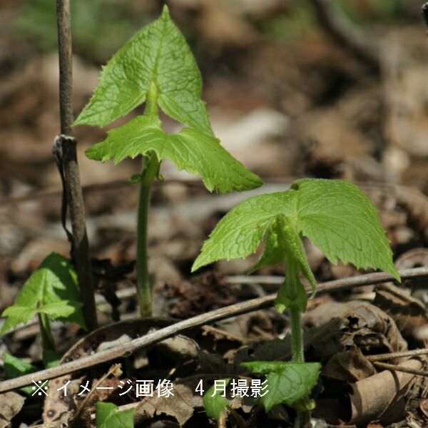 紫桜館山の花屋 | 全商品一覧 - 「山菜苗セット： シンプルにお浸しで