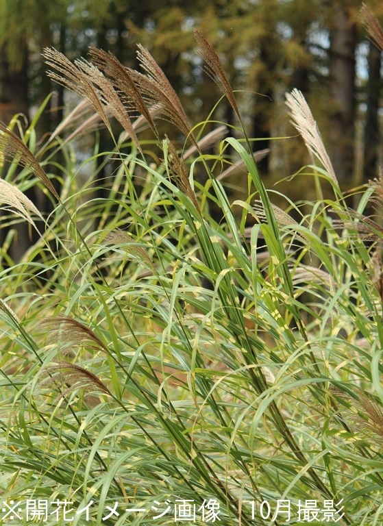 �����Υϥ�������10.5cm�ݥå��ġ�����/��α�������/����̲ �Ͼ���̵��