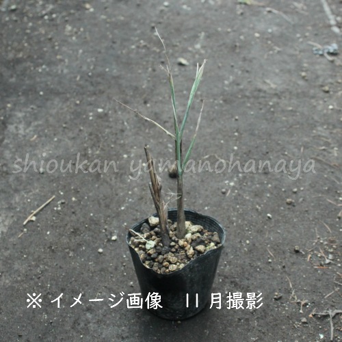 �����Υϥ�������10.5cm�ݥå��ġ�����/��α�������/����̲ �Ͼ���̵��