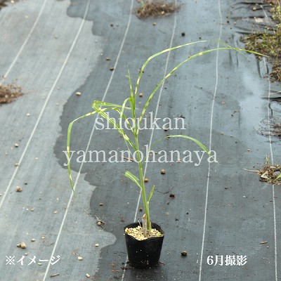 �����Υϥ�������10.5cm�ݥå��ġ�����/��α�������/����̲ �Ͼ���̵��