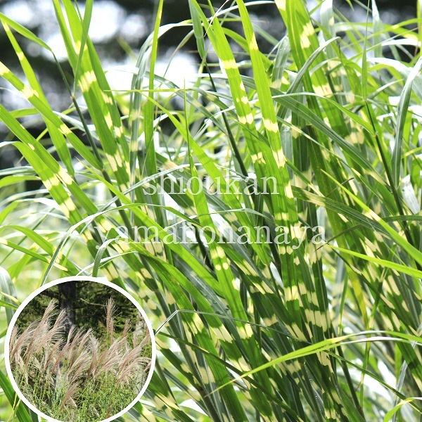 �����Υϥ�������10.5cm�ݥå��ġ�����/��α�������/����̲ �Ͼ���̵��