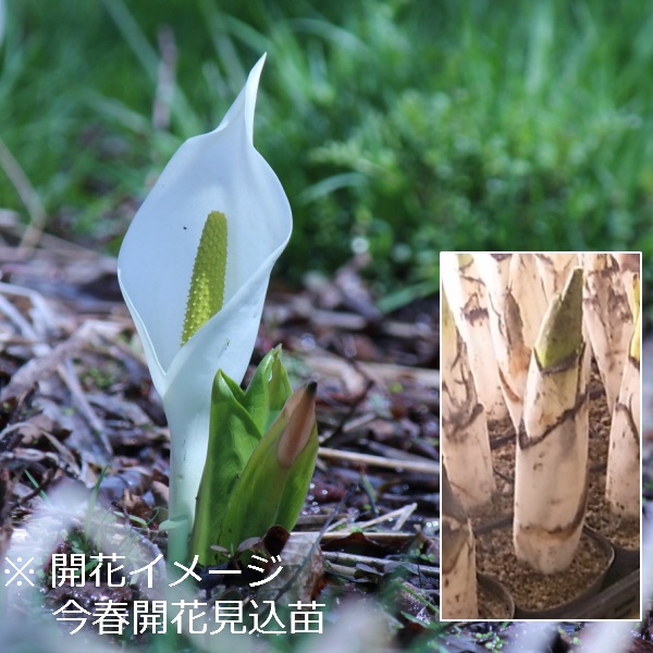 �ߥ��Х��祦��12����ݥåȲֲ��դ�����������ġ�������¿ǯ��/�ӥ��ȡ���/���ξ�/�����ٺѤ�