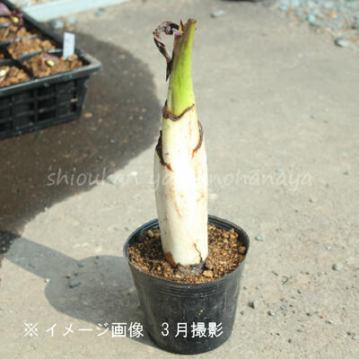 �ߥ��Х��祦��12����ݥåȲֲ��դ�����������ġ�������¿ǯ��/�ӥ��ȡ���/���ξ�/�����ٺѤ�