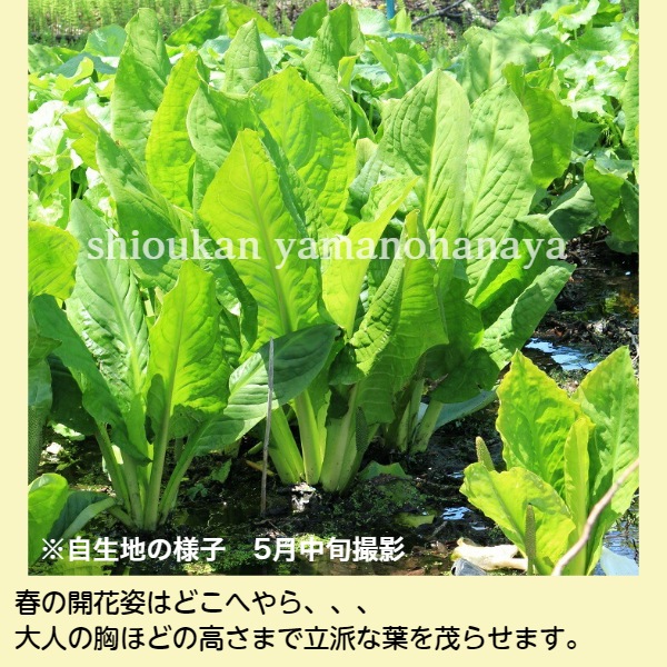 �ߥ��Х��祦��12����ݥåȲֲ��դ�����������ġ�������¿ǯ��/�ӥ��ȡ���/���ξ�/�����ٺѤ�