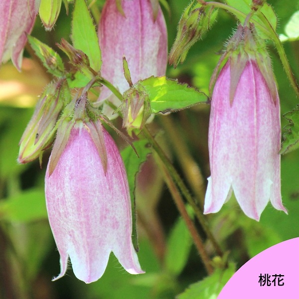 �ɺ��𥻥åȡ����Τ����Ǹ�������ɺ��𡡽���ԡ�����ƣ��ݥåȥ��åȡ��ڥ�ޥ����ޥ���������������ᡦ��֥��祦���Υ������֥ۥ���֥�����