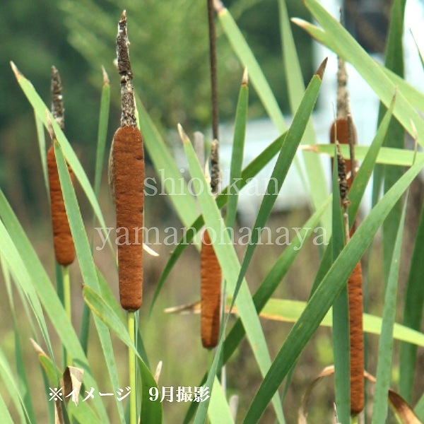 紫桜館山の花屋 | 全商品一覧 - 「ガマ 10.5cmポット苗 湿地性多年草