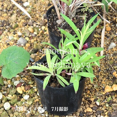 �����ʥǥ�����9cm�ݥå��ġ�������/�Ѵ���¿ǯ��/�ϸ����/���������ֽ�λ 8/18�դ�Ÿ����