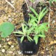 �����ʥǥ�����9cm�ݥå��ġ�������/�Ѵ���¿ǯ��/�ϸ����/���������ֽ�λ 8/18�դ�Ÿ����