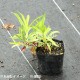 �����ʥǥ�����9cm�ݥå��ġ�������/�Ѵ���¿ǯ��/�ϸ����/���������ֽ�λ 8/18�դ�Ÿ����