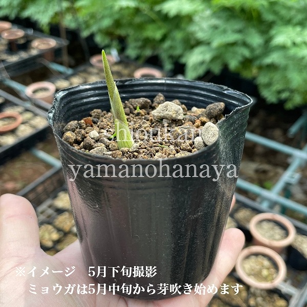 紫桜館 山の花屋 公式サイト 山菜苗を探す 初秋 冬に食べられる山菜 ミョウガ 晩生ミョウガ 秋茗荷 9cmポット苗 4 まだ芽吹いていません スミレ 斑入り 葉 山野草 宿根草 苗 販売 紫桜館 山の花屋 公式サイト 山菜苗を探す 初秋 冬に食べられる山菜 ミョウガ 晩生ミョウガ 秋茗荷 9cmポット苗 4 まだ芽吹いていません スミレ 斑入り 葉 山野草 宿根草 苗 販売