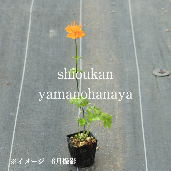 ȥꥦ ǥ󥯥9cmݥåġɺ/Ѵ¿ǯ/ꥭХ//6/13Ĥܤߡ