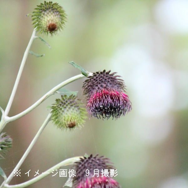 ����ޥܥ�����9��10.5cm�ݥå��ġ�������/�Ѵ���¿ǯ��/ͺ���и�/����̲ �Ͼ���̵��