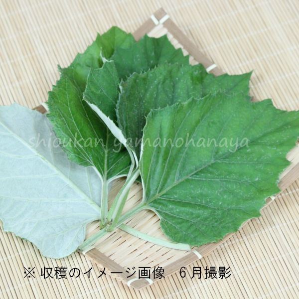 ����ޥܥ�����9��10.5cm�ݥå��ġ�������/�Ѵ���¿ǯ��/ͺ���и�/����̲ �Ͼ���̵��