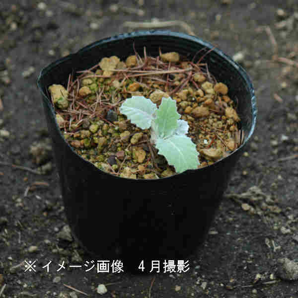 ����ޥܥ�����9��10.5cm�ݥå��ġ�������/�Ѵ���¿ǯ��/ͺ���и�/����̲ �Ͼ���̵��