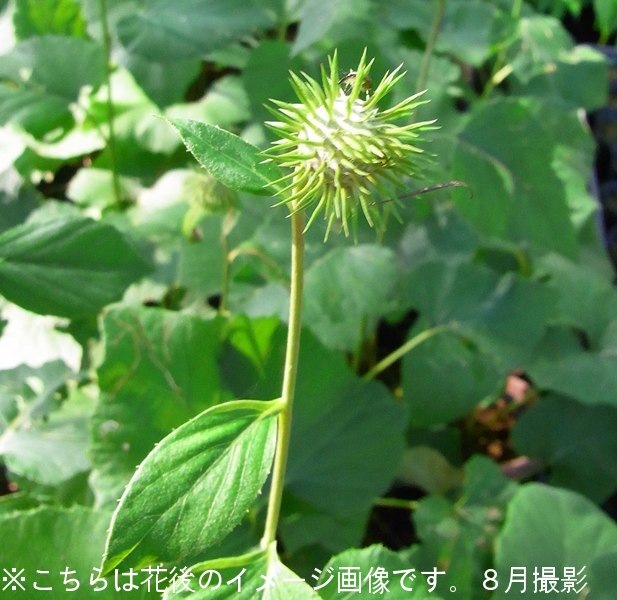 ����ޥܥ�����9��10.5cm�ݥå��ġ�������/�Ѵ���¿ǯ��/ͺ���и�/����̲ �Ͼ���̵��