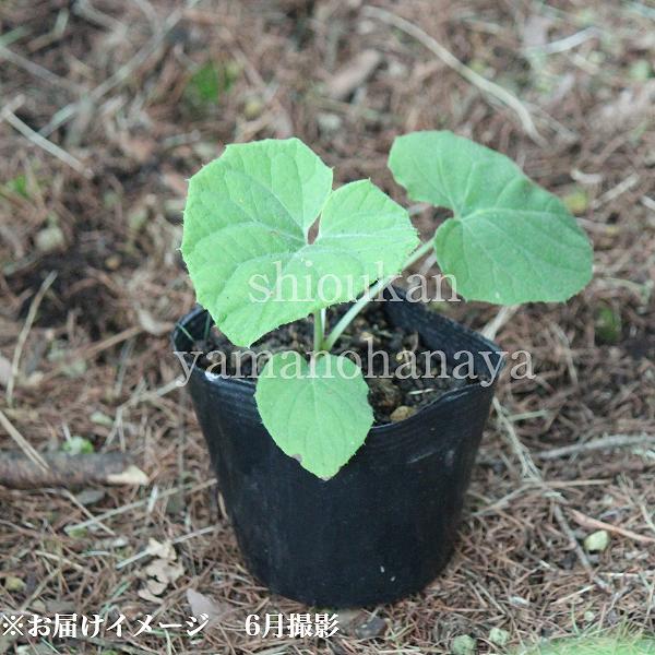 ����ޥܥ�����9��10.5cm�ݥå��ġ�������/�Ѵ���¿ǯ��/ͺ���и�/����̲ �Ͼ���̵��