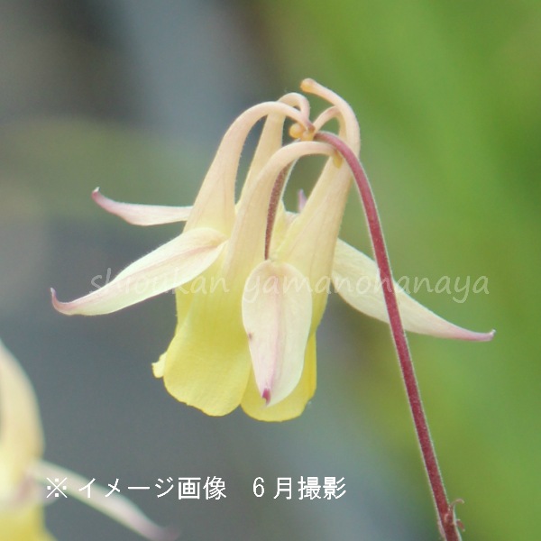 紫桜館山の花屋 | オンライン見積もり - 「黄花ヤマオダマキ 9cm