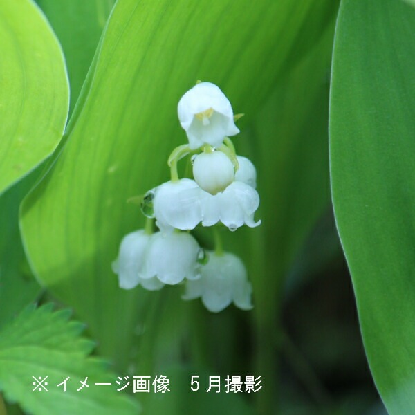 紫桜館山の花屋 開花時季から探す 春に咲く植物 スズラン 日本スズラン 10 5cmポット2 3芽植え苗 春咲き山野草 耐寒性多年草 鈴蘭 休眠期中 地上部なし