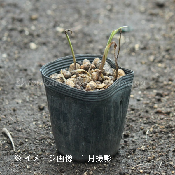饵ĥ楯֡10.5cmݥåġɺ/Ϫ/ȥǥƥ/ֽλ 7/11᤭Ϥ