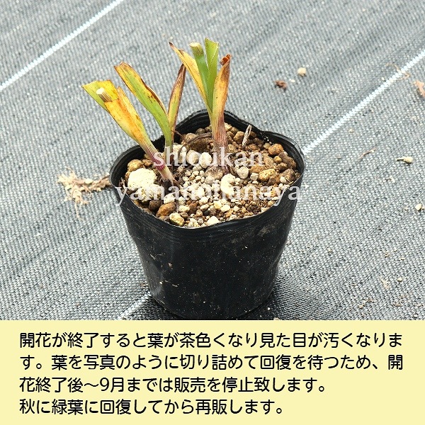 饵ĥ楯֡10.5cmݥåġɺ/Ϫ/ȥǥƥ/ֽλ 7/11᤭Ϥ