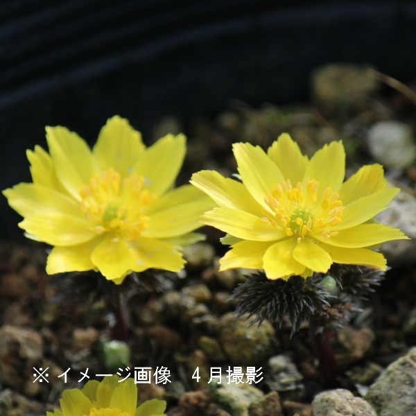 �ߥ��Υ��ե����好����10.5cm�ݥå��ġ�2�꿢��/������/�պ餭������/�Ѵ���¿ǯ��/������/��2/14�Ĥܤߡ�������