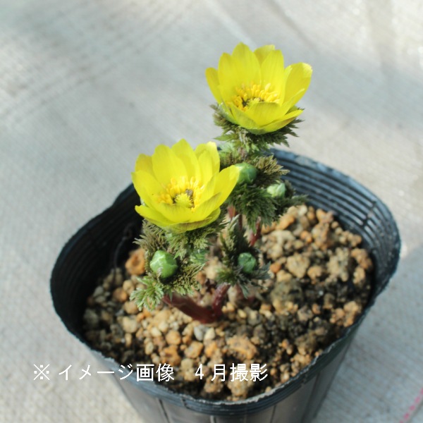 �ߥ��Υ��ե����好����10.5cm�ݥå��ġ�2�꿢��/������/�պ餭������/�Ѵ���¿ǯ��/������/��2/14�Ĥܤߡ�������