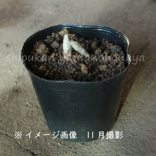 �ߥ��Υ��ե����好����10.5cm�ݥå��ġ�2�꿢��/������/�պ餭������/�Ѵ���¿ǯ��/������/��2/14�Ĥܤߡ�������