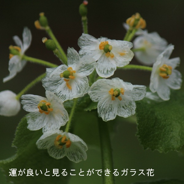 ���󥫥襦���Ƿ����ġ��պ餭������/������ȥ�ե�/�����ٺѤ�