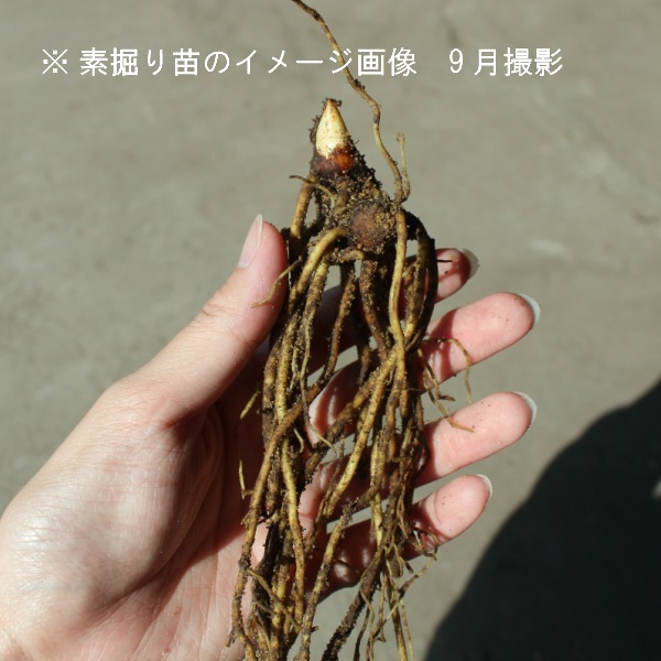 ���󥫥襦���Ƿ����ġ��պ餭������/������ȥ�ե�/�����ٺѤ�