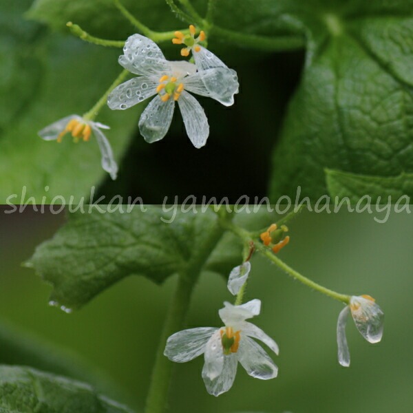 ���󥫥襦���Ƿ����ġ��պ餭������/������ȥ�ե�/�����ٺѤ�