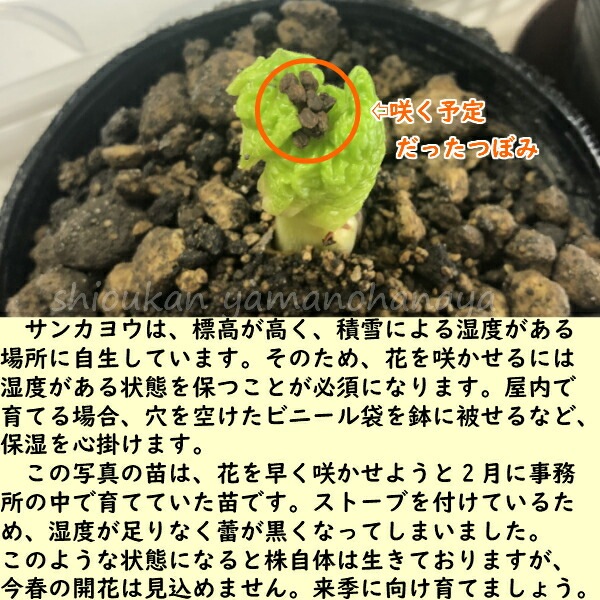 ���󥫥襦���Ƿ����ġ��պ餭������/������ȥ�ե�/�����ٺѤ�