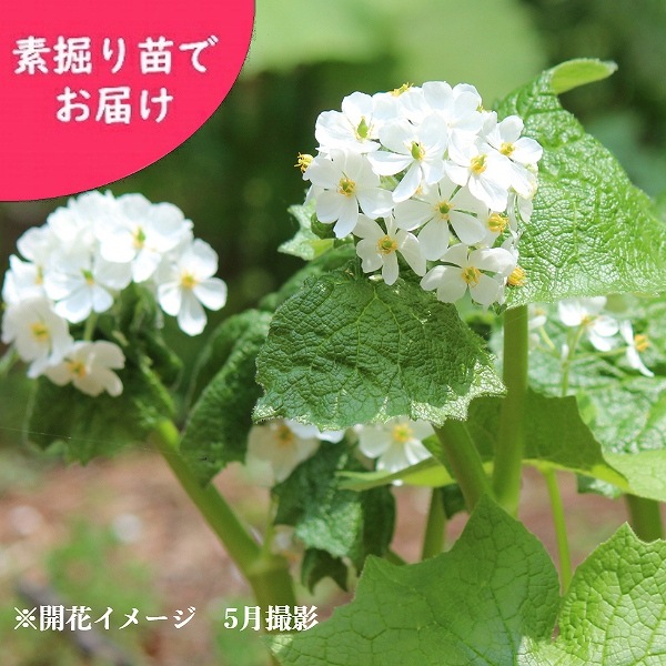 ���󥫥襦���Ƿ����ġ��պ餭������/������ȥ�ե�/�����ٺѤ�