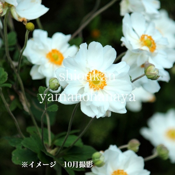 紫桜館山の花屋 開花時季から探す 秋に咲く植物 アネモネ シュウメイギク 白花八重咲きシュウメイギク 9 10 5cmポット苗 秋咲き山野草 耐寒性多年草 秋明菊 アネモネ 新商品 休眠期中 地上部なし