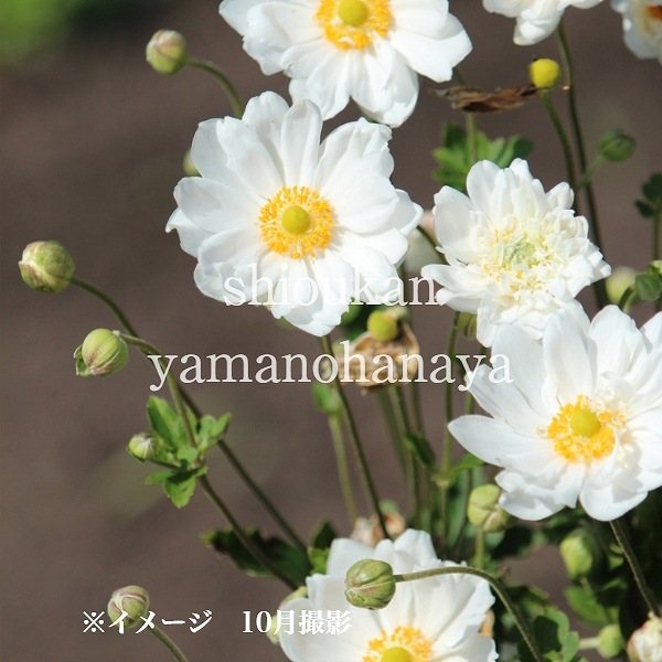 ���Ȭ�ź餭���奦�ᥤ������9��10.5cm�ݥå��ġ����餭������/�Ѵ���¿ǯ��/������/���ͥ��/��4/12�դ�Ÿ����